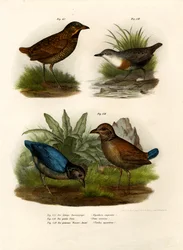 Ameisenpitta, 1864